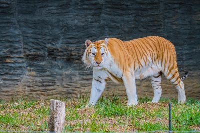 เสือโคร่งสีทอง  Golden Tabby Tiger