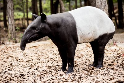 สมเสร็จบราซิล South American Tapir  Brazilian Tapir