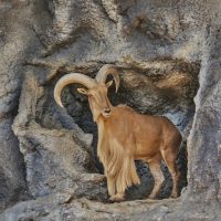“แกะภูเขา” หรือ “แกะบาร์บารี่” (Barbary Sheep)