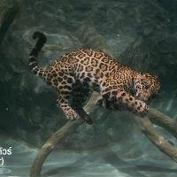 เสือจากัวร์ (jaguar) แอดมินขอยกให้เป็นเสือสุดโหดเลยก็ว่าได้ เพราะเจ้าเสือจาร์กัวมีกระโหลกที่ใหญ่มากที่สุดในสัตว์ตระกูลแมวยักษ์ทั้งหมด และมีแรงกัดถึง 1,350 PSI ซึ่งถือว่าแรงที่สุดในสัตว์ตระกูลแมวยักษ์ทั้งหมดอีกด้วย แถมมันยังฉลาดและดำน้ำเก่งพอที่สามารถฆ่าจระเข้ไคแมนกินเป็นอาหารได้ง่ายๆเลยแหละ