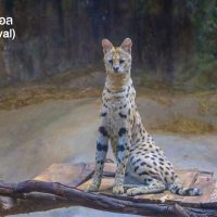 เซอร์วัล (serval) มาจากภาษาโปรตุเกสแปลว่า 
