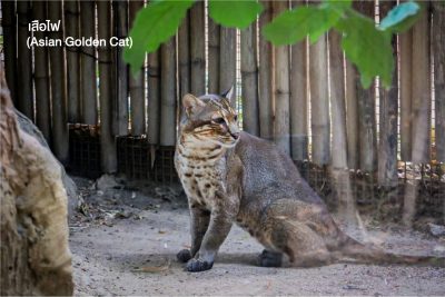 เสือไฟ (Asian Golden Cat) รูปร่างเพรียว สูงใหญ่ขนาดสุนัขพื้นเมือง ขายาว มีขนสีน้ำตาลแกมแดง ไม่มีลายและจุดดำตามตัว แต่มีเส้นดำ 2-3 เส้นวิ่งตามยาวลงมาที่หน้าผาก มักหากินในเวลากลางคืน เสือไฟอยู่ในทะเบียนสัตว์ป่าคุ้มครองของไทย ซึ่งมีการกำหนดโทษความผิดตาม พ.ร.บ.สงวนและคุ้มครองสัตว์ป่า พ.ศ.2562 ฐานกระทำต่อสัตว์สงวน โทษจำคุก 3 - 15 ปี หรือปรับตั้งแต่ 300,000-1,500,000 บาท