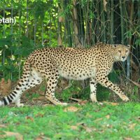 ชีตาห์ (Cheetah) แมวยักษ์ชนิดนี้จะมีรูปร่างสูงเพรียว และมีหางที่ยาวกว่าเมื่อเทียบกับสัตว์ตระกูลแมวยักษ์ทั้งหมดอีกด้วย ข้อเท็จจริงที่สำคัญที่สุดเกี่ยวกับเสือชีตาห์ก็คือพวกมันเป็นสัตว์บกที่เร็วที่สุดในโลก วิ่งเร็วแซงหน้าเพื่อน ๆในตระกูลแมวยักษ์ กันเลยทีเดียวและความเร็วอาจสูงถึง 120 กิโลเมตรต่อชั่วโมงและพวกมันมีรูจมูกขนาดใหญ่เพื่อสูดดมออกซิเจนมากขึ้นระหว่างวิ่ง