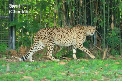 ชีตาห์ (Cheetah) แมวยักษ์ชนิดนี้จะมีรูปร่างสูงเพรียว และมีหางที่ยาวกว่าเมื่อเทียบกับสัตว์ตระกูลแมวยักษ์ทั้งหมดอีกด้วย ข้อเท็จจริงที่สำคัญที่สุดเกี่ยวกับเสือชีตาห์ก็คือพวกมันเป็นสัตว์บกที่เร็วที่สุดในโลก วิ่งเร็วแซงหน้าเพื่อน ๆในตระกูลแมวยักษ์ กันเลยทีเดียวและความเร็วอาจสูงถึง 120 กิโลเมตรต่อชั่วโมงและพวกมันมีรูจมูกขนาดใหญ่เพื่อสูดดมออกซิเจนมากขึ้นระหว่างวิ่ง