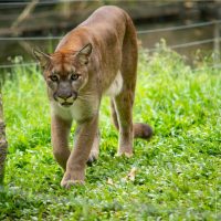 เสือพูม่า (Puma) มีถิ่นกำเนิดในทวีปอเมริกา เป็นแมวรักสันโดษขนาดใหญ่ที่มีการกระจายพันธุ์กว้างที่สุดในบรรดาเพื่อนฝูง เนื่องจากพวกมันสามารถอาศัยได้ในหลากหลายสภาพอากาศและสถานที่ ไม่ว่าจะเป็นในป่า ทุ่งหญ้า ทะเลทราย หรือแม้กระทั่งในหุบเขาหิมะ ด้วยความเป็นนักล่าที่มีความสามารถในการย่องเงียบและซุ่มโจมตี ทำให้แมวยักษ์ตัวนี้สามารถล่าเหยื่อได้หลากหลาย
