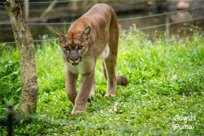 เสือพูม่า (Puma) มีถิ่นกำเนิดในทวีปอเมริกา เป็นแมวรักสันโดษขนาดใหญ่ที่มีการกระจายพันธุ์กว้างที่สุดในบรรดาเพื่อนฝูง เนื่องจากพวกมันสามารถอาศัยได้ในหลากหลายสภาพอากาศและสถานที่ ไม่ว่าจะเป็นในป่า ทุ่งหญ้า ทะเลทราย หรือแม้กระทั่งในหุบเขาหิมะ ด้วยความเป็นนักล่าที่มีความสามารถในการย่องเงียบและซุ่มโจมตี ทำให้แมวยักษ์ตัวนี้สามารถล่าเหยื่อได้หลากหลาย