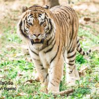 เสือโคร่งไซบีเรีย (Siberian tigers) เป็นแมวยักษ์ที่มีน้ำหนักตัวเยอะที่สุดและมีพละกำลังเยอะสุดเมื่อเทียบกับเพื่อน ๆ ในสกุล แม้จะได้ชื่อว่าเสือโคร่งไซบีเรีย แต่ถิ่นที่อยู่อาศัยของพวกมันอยู่ในบริเวณผืนป่าที่หนาวเย็น ทางตะวันออกของรัสเซีย และเป็นชนิดพันธุ์ของเสือโคร่งที่เสี่ยงต่อการสูญพันธุ์อย่างมาก จากประชากรที่สำรวจได้ในปัจจุบันพบราว 400 ถึง 500 ตัว