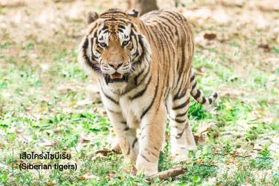 เสือโคร่งไซบีเรีย (Siberian tigers) เป็นแมวยักษ์ที่มีน้ำหนักตัวเยอะที่สุดและมีพละกำลังเยอะสุดเมื่อเทียบกับเพื่อน ๆ ในสกุล แม้จะได้ชื่อว่าเสือโคร่งไซบีเรีย แต่ถิ่นที่อยู่อาศัยของพวกมันอยู่ในบริเวณผืนป่าที่หนาวเย็น ทางตะวันออกของรัสเซีย และเป็นชนิดพันธุ์ของเสือโคร่งที่เสี่ยงต่อการสูญพันธุ์อย่างมาก จากประชากรที่สำรวจได้ในปัจจุบันพบราว 400 ถึง 500 ตัว
