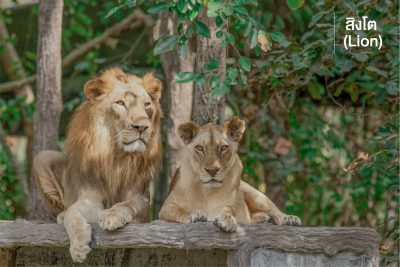 สิงโต (Lion) สัตว์ที่สูงที่สุด (สูงจรดหัวไหล่) และเป็นสมาชิกเพียงชนิดเดียวในวงศ์เสือและแมวที่แสดงความแตกต่างระหว่างเพศอย่างชัดเจน และแต่ละเพศก็จะบทบาทพิเศษต่างกันไปในฝูง ในกรณีสิงโตเพศเมีย ที่เป็นนักล่าจะไม่มีแผงคอหนาเป็นภาระเช่นในเพศผู้ สิงโตนั้นเป็นสัตว์ที่อยู่กันเป็นฝูง และเป็นนักล่าที่มีความฉลาดคอยย่องเข้าโจมตีเหยื่ออย่างรวดเร็วและฉับไว และสิงโตมีขนาดตัวที่ใหญ่มากรองจากเสือโคร่ง และนี่เองคือที่มาของฉายา 