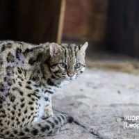 แมวดาว (Leopard Cat) เป็นแมวป่าที่พบได้ง่ายที่สุดในเมืองไทยและในเอเชียตะวันออกเฉียงใต้ มีขนาดเล็กใกล้เคียงแมวบ้าน แต่ขายาวกว่าเล็กน้อย มีลายจุดทั่วทั้งตัว สีลำตัวต่างกันไปในแต่ละพื้นที่ พวกมันสัตว์ที่มีการปรับตัวอาศัยในป่าได้หลากหลายเช่นป่าดิบเขา ป่าเบญจพรรณพื้นที่เกษตรกรรมฯลฯ แมวดาวปีนต้นไม้ได้เก่ง ชอบอาศัยอยู่ใกล้แหล่งน้ำ อาหารหลักของแมวดาวคือสัตว์เลี้ยงลูกด้วยน้ำนมขนาดเล็ก นอกจากนี้ยังกิน นก สัตว์เลื้อยคลาน ปลา สัตว์ครึ่งบกครึ่งน้ำ และแมลง