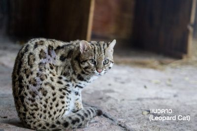 แมวดาว (Leopard Cat) เป็นแมวป่าที่พบได้ง่ายที่สุดในเมืองไทยและในเอเชียตะวันออกเฉียงใต้ มีขนาดเล็กใกล้เคียงแมวบ้าน แต่ขายาวกว่าเล็กน้อย มีลายจุดทั่วทั้งตัว สีลำตัวต่างกันไปในแต่ละพื้นที่ พวกมันสัตว์ที่มีการปรับตัวอาศัยในป่าได้หลากหลายเช่นป่าดิบเขา ป่าเบญจพรรณพื้นที่เกษตรกรรมฯลฯ แมวดาวปีนต้นไม้ได้เก่ง ชอบอาศัยอยู่ใกล้แหล่งน้ำ อาหารหลักของแมวดาวคือสัตว์เลี้ยงลูกด้วยน้ำนมขนาดเล็ก นอกจากนี้ยังกิน นก สัตว์เลื้อยคลาน ปลา สัตว์ครึ่งบกครึ่งน้ำ และแมลง