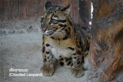 เสือลายเมฆ (Clouded Leopard) มีลักษณะคล้ายเสือดาวแต่ตัวเล็กกว่า และรูปร่างเตี้ยป้อม ลำตัวมีสีน้ำตาลแกมเขียว และมีลายเป็นวงใหญ่คล้ายก้อนเมฆทั่วตัว เป็นที่มาของชื่อมันนั่นเอง หากินบนต้นไม้มากกว่าตามพื้น จัดอยู่ในประเภทสัตว์ป่าใกล้สูญพันธุ์ของโลก รวมถึงประเทศไทยอยู่ในลำดับที่ 34 ของสัตว์ป่าใกล้สูญพันธุ์ พบกับแมวยักษ์หายากตัวนี้ได้ในโซนเดินชมสัตว์ที่ใกล้จะเปิดเร็ว ๆ นี้
