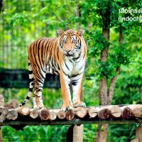 เริ่มจากตัวแรก เสือโคร่งอินโดจีน (Indochinese tiger) จากการวิจัยทางพันธุกรรมชี้ให้เห็นว่า เสือโคร่งอินโดจีนอาจเป็นบรรพบุรุษของเสือโคร่งทุกชนิดพันธุ์ ก่อนที่สายพันธุ์เสือโคร่งจะแตกแขนงเป็นชนิดพันธุ์ต่าง ๆเมื่อราว 108,000 -72,000 ปีที่ผ่านมา