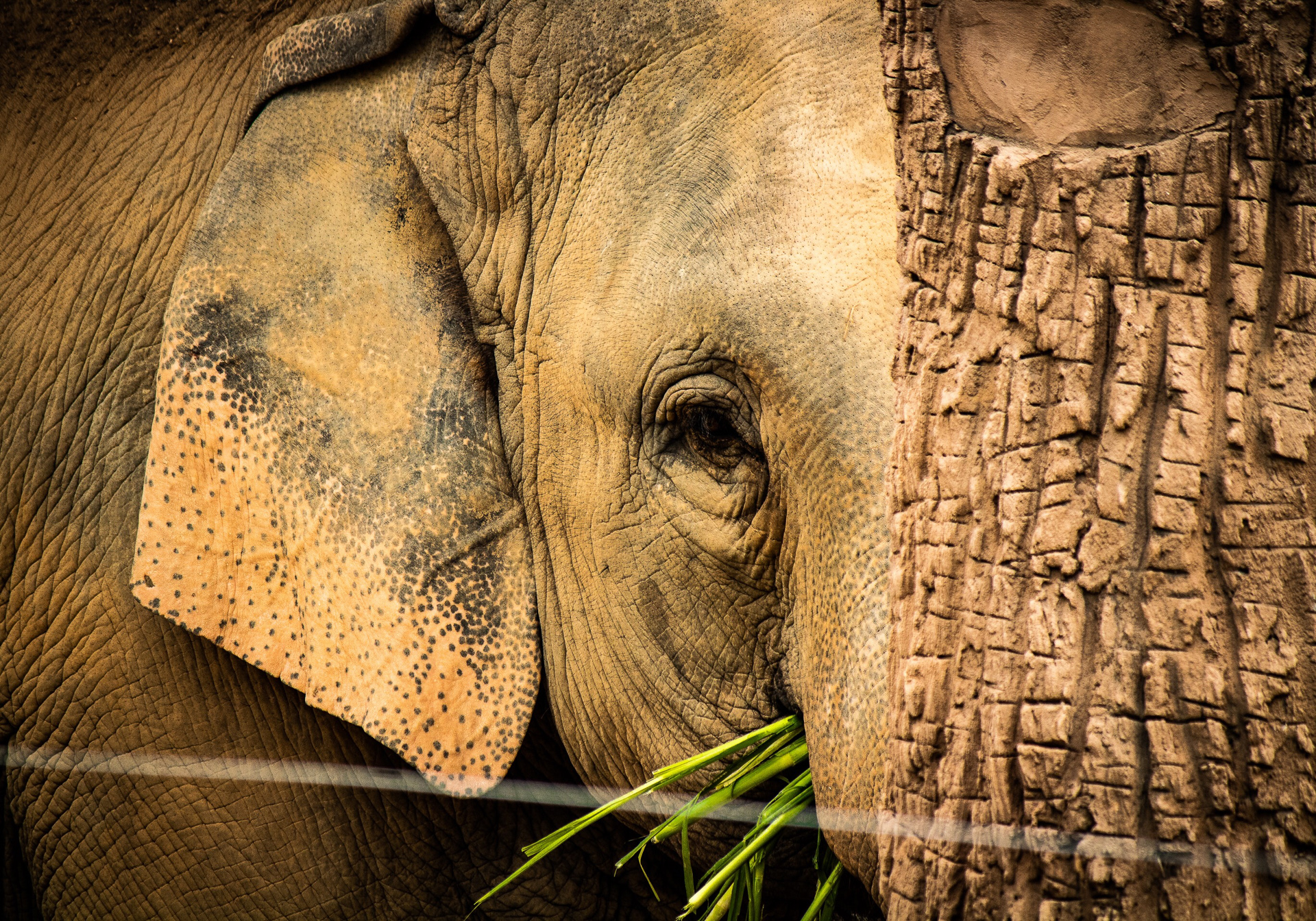 Chiang Mai Night Safari