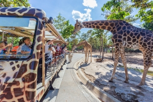 Day Safari Tram Ride 