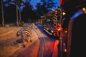 Night Safari Tram Ride 